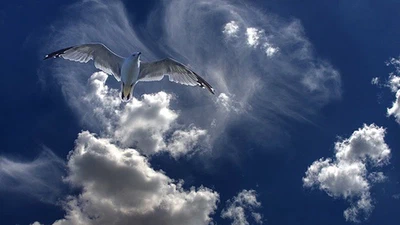 Oiseaux, merveilleux oiseaux featured image