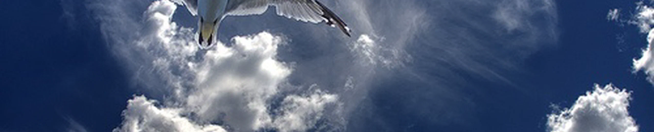 Oiseaux, merveilleux oiseaux