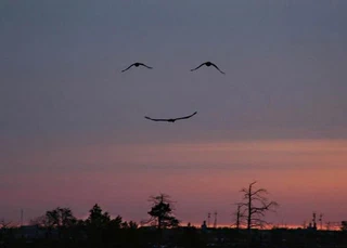 image001
