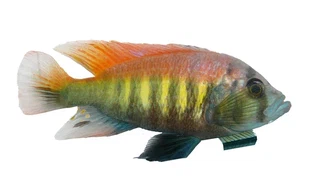 Pundamilia_nyererei3