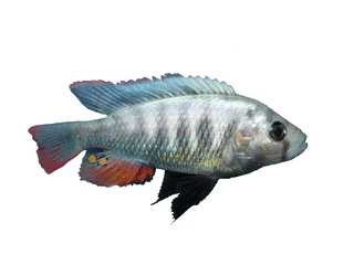 Pundamilia_pundamilia3