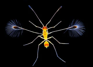 Guèpe Fairy Fly par Spike Walker, vainqueur 2008 du Concours Olympus BioScapes Digital Imaging