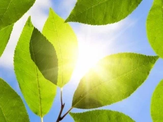 les feuilles naturelles sont plus facile à photographier que les artificielles... et elles sont aussi plus jolies.