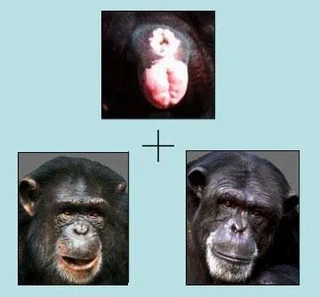 Cette illustration de l'article [[9]](#ref-9) est particulièrement limpide...