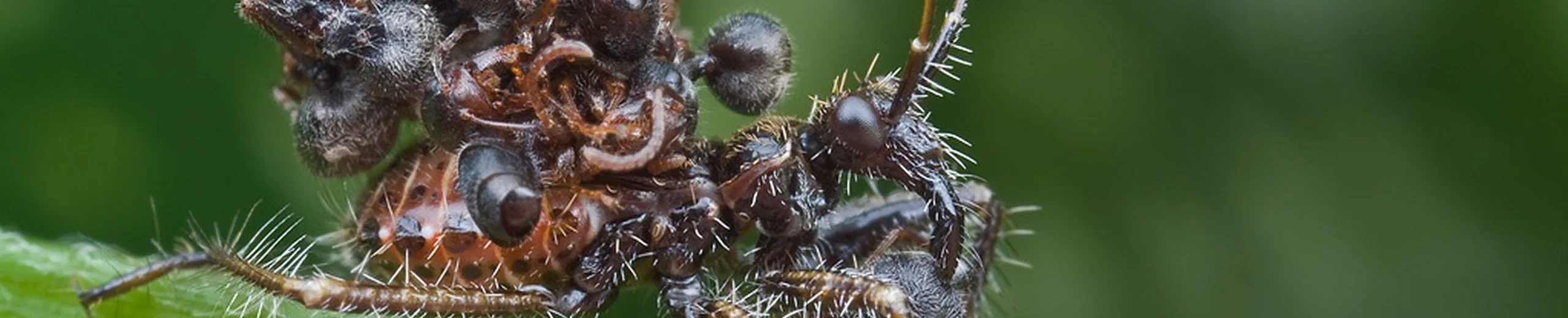 Acanthaspis Petax, CC et Wikipédia