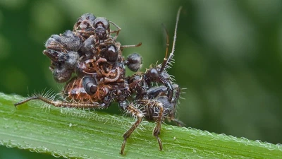 Acanthaspis Petax, CC et Wikipédia featured image