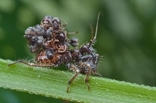 Assassin bug nymph with ant prey and ant carcasses on its back... par Kurt (Hock Ping Guek) orionmystery.blogspot.com (version CC)