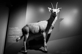 spécimen naturalisé de dahu lévogyre (ayant les pattes gauches plus courtes que les droites)