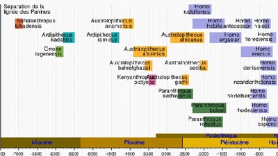 Pourquoi l'Homo naledi serait le maillon manquant ? featured image