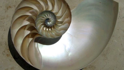 Existe-t-il des relations mathématiques qui définissent les formes rencontrées dans la nature ? featured image