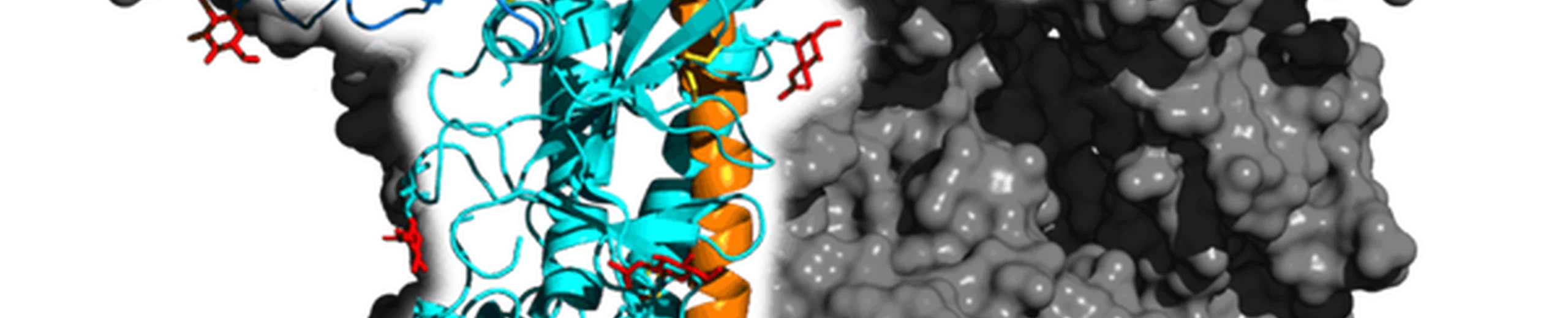 Quelle est la structure chimique de COVID-19 ?