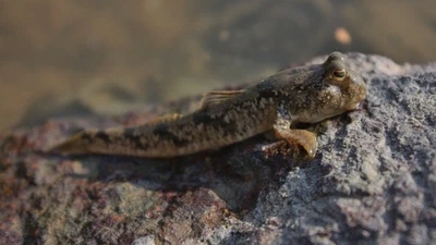 Un dinosaure découvert (le cœlacanthe) est vivant de nos jours mais ne se transforme pas en reptile malgré les enseignements scolaires de l'arbre phylogénétique antérieurement. Pourquoi ? featured image