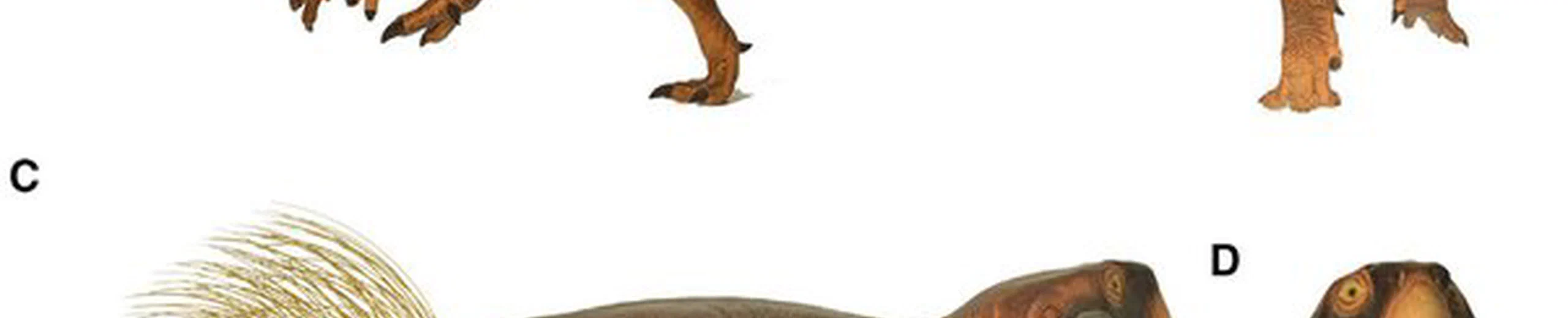 Connait-on la (ou les) couleur(s) des dinosaures ?