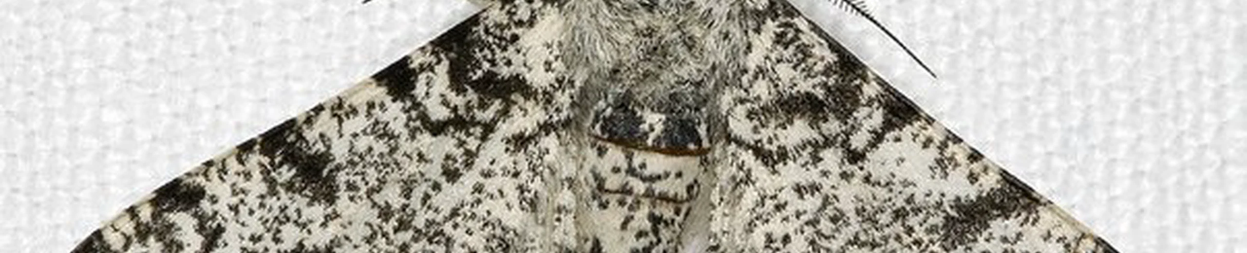 Y’a-t-il une évolution chez des animaux dont l’homme est responsable ?