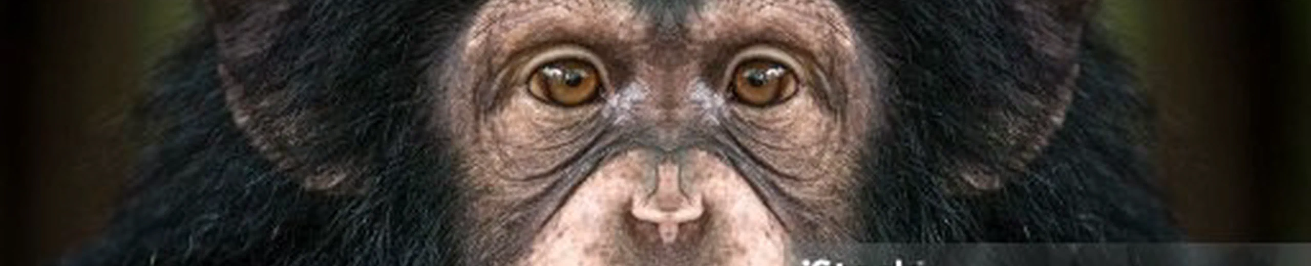Le chimpanzé est noir lui, d'où vient l'Athée blanc ?