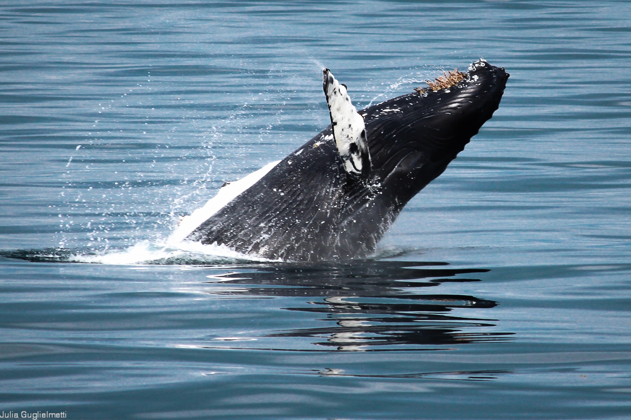 Baleine à bosse